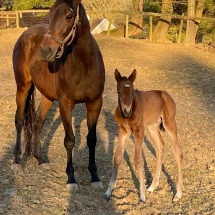 Filly by Imagining out of Be Good to Us. Bred by Beverly Searle Strauss. Foaled 2/23/20.