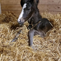abigail adams colt
