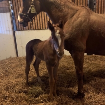 ambling rose colt