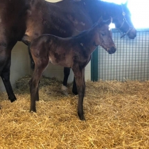 angel lane filly