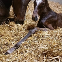 animalistic filly