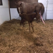 averys smile filly