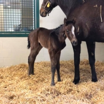 awesome song filly
