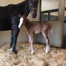 bandbox foal