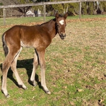 Colt by Bourbon Courage out of Mark Up Tiny. Bred by Beverly Strauss.