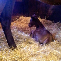broken vow filly