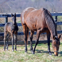 cairo prince colt