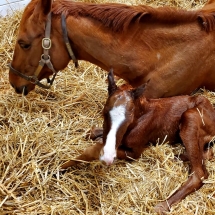 cambiata colt
