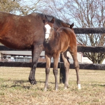 celtic arch filly