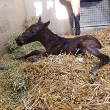 christmas eve colt
