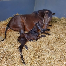 contradance colt