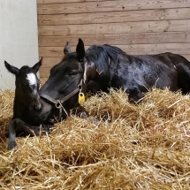 cyndara foal