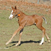 danu colt