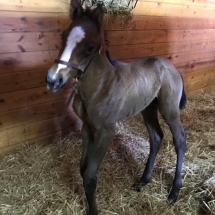desert party colt