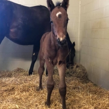 doubleclickdamouse colt