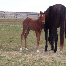 easter blossom filly