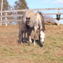 Filly by Peace and Justice out of Elasticity. Foaled 2/10/20.