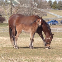 elena says hello filly