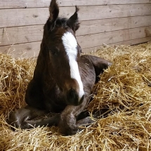 fair cammy filly