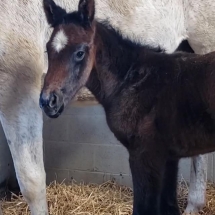 first 2020 foal