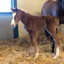 fleet francis foal