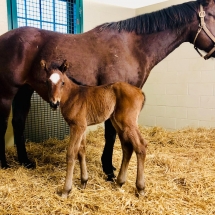 fly down too filly