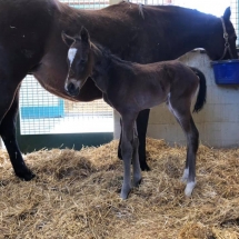 Colt by Golden Lad out of Wildnspectacular. Foaled 3/21/20.