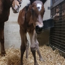 gracie's way colt