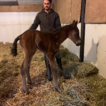 graemy filly`