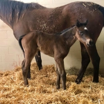 halljoy filly