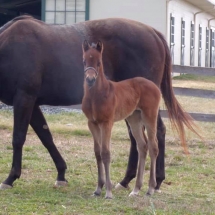 hard on the heart filly