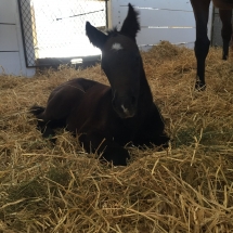 icy tea colt