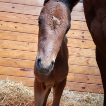 island romance filly