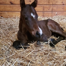 item filly