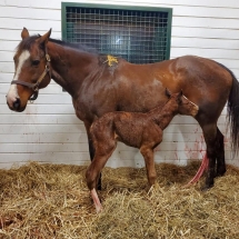 jimmy creed foal