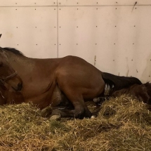 joyce's angel filly