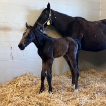 just catty filly