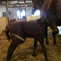 kimberley diamond colt
