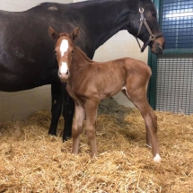 kingcoralyn filly