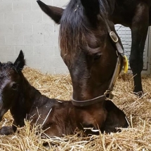 kutznetsov filly
