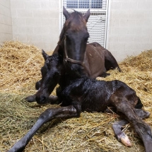 la estrellita filly