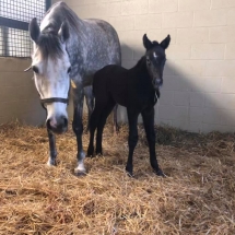 lasticity filly