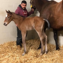 lucki notion foal