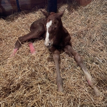 majestic melresa colt