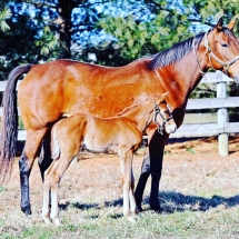 mendelssohn filly