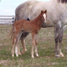 miss manatee colt