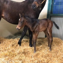 mon ma ia foal