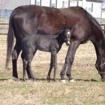 motif filly