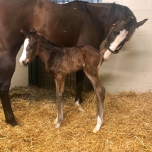 new london colt