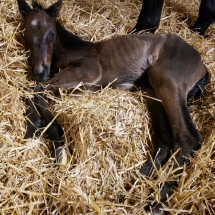 ocean road colt